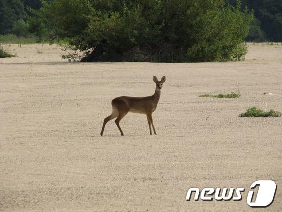 본문 이미지 - 고라니  ⓒ News1