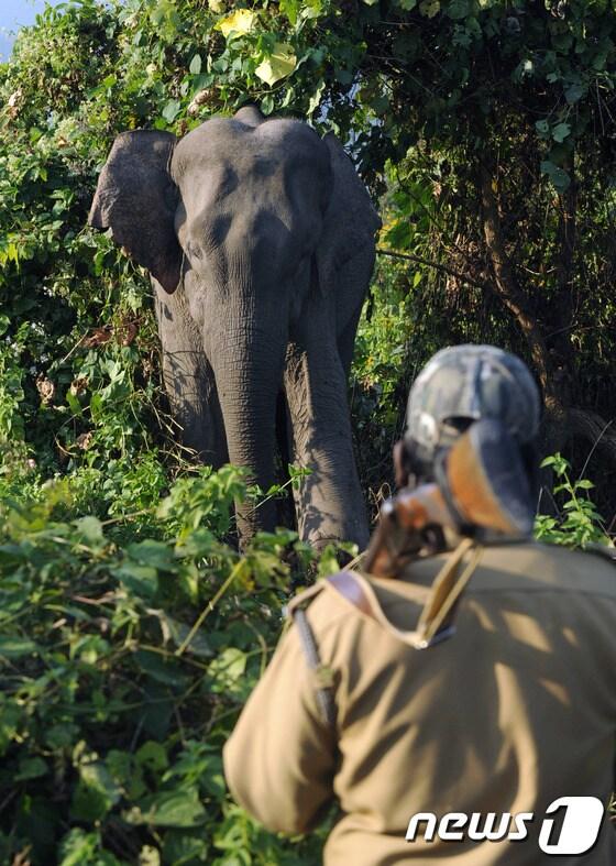 본문 이미지 - AFP=News1 