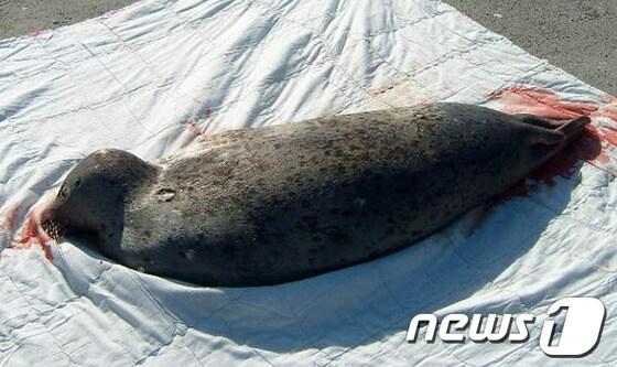 본문 이미지 - 사진제공=포항해경© News1  