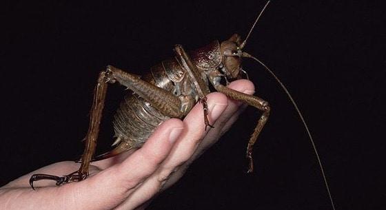 본문 이미지 - 뉴질랜드에 나타난 슈퍼곱등이  