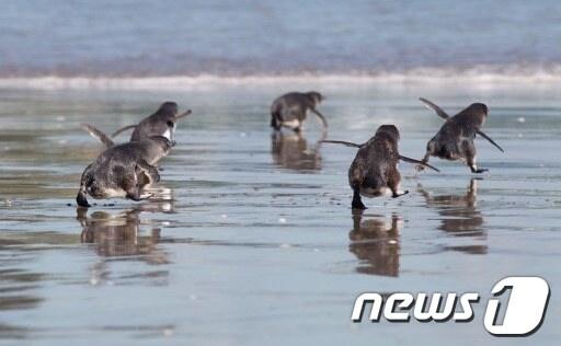 본문 이미지 - '쇠푸른펭귄'에 대한 누리꾼들의 관심이 뜨겁다. .AFP=News1 ⓒ News1