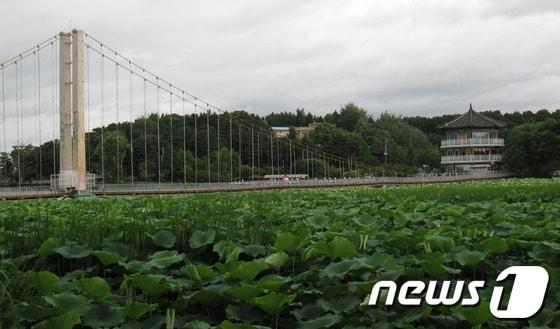 본문 이미지 - 전북 전주 덕진공원의 전경./사진제공=전주시청© News1   박원기 기자