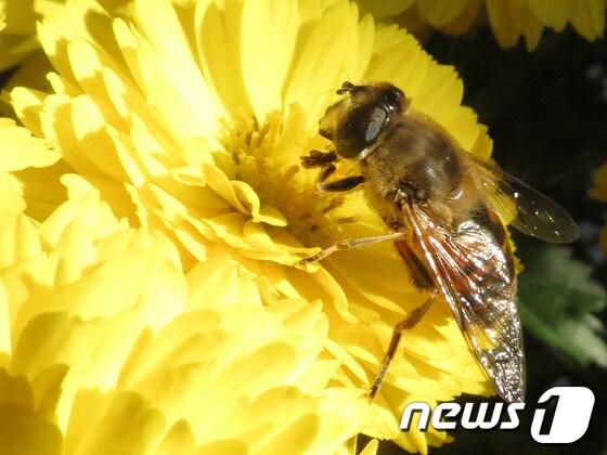 본문 이미지 - 최창호 기자ⓒ News1