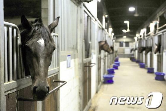 본문 이미지 - 서울경마공원 마방/사진제공=한국마사회© News1  