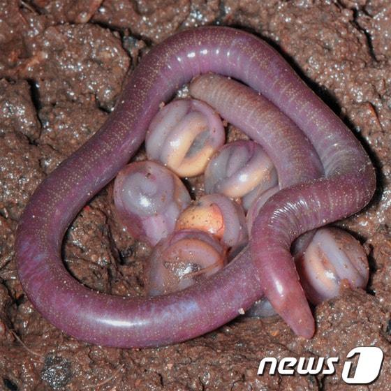 본문 이미지 - (사진=Live Science) © News1 