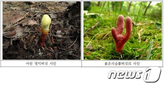 본문 이미지 - © News1  