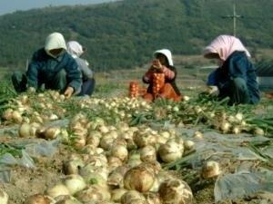 본문 이미지 - 무안양파 수확 장면 © News1   고영봉 기자