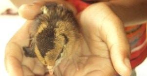 본문 이미지 - '삐약'하며 태어난 화제의 병아리 (출처=BBC) © News1 