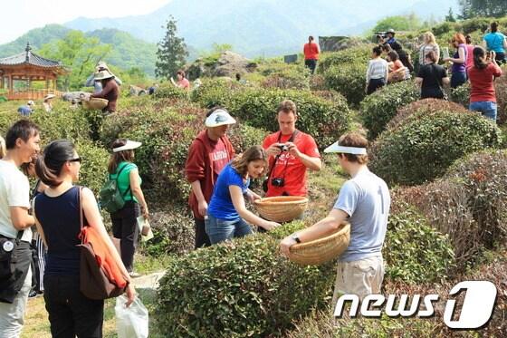 본문 이미지 - 지난해 하동야생차문화축제에 참가한 외국인들이 차잎을 따고 있다.(하동군 제공) © News1 