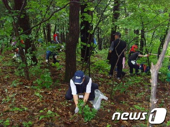 본문 이미지 - 지역민들이 산나물 채취하는 모습.  © News1   정원평 기자