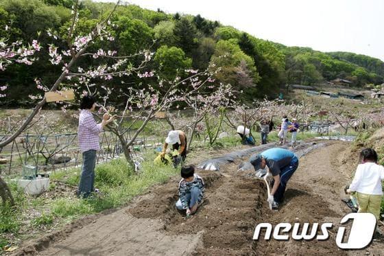 본문 이미지 - 경기 광주시가 개장한 친환경 주말가족농장. /사진제공=광주시 © News1 