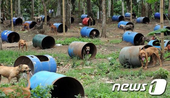 본문 이미지 - 온라인 투견 조직이 필리핀에서 기른 개.© AFP=News1 