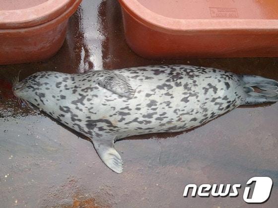 본문 이미지 - 죽은채 발견된 천연기념물 점박이물범. © News1  