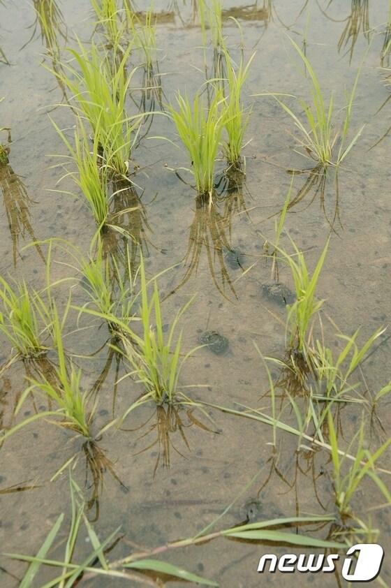 본문 이미지 - 사진제공=함평군 © News1 