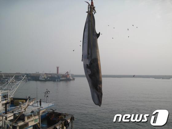 본문 이미지 - 지난 16일 혼획된 밍크고래.(사진제공=태안해양경찰서)© News1  
