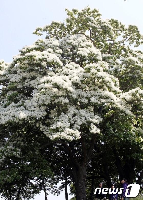 본문 이미지 - [자료] 이팝나무. 2012.05.21 ⓒ News1