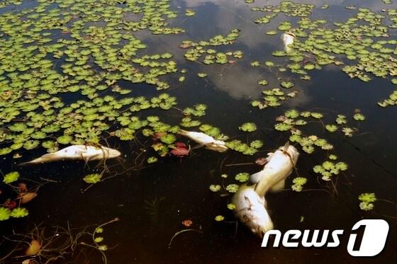 본문 이미지 - 피재윤 기자 © News1 