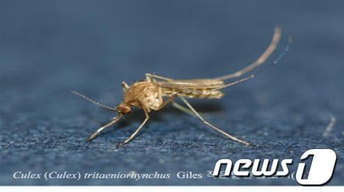 본문 이미지 - 작은빨간집모기(제주도 보건환경연구원 제공) ⓒ News1