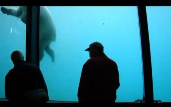 본문 이미지 - 북극곰이 유영하는 모습을 구경하고 있는 관광객.&#40;데일리메일&#41;.© News1 