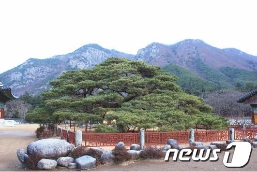 본문 이미지 - 운문산은 비교적 완만한 코스가 많아 가벼운 트레킹이 가능하며, 능선과 계곡이 어우러진 자연환경은 사계절 체류형 관광 자원으로 활용된다. 사진은천연기념물 제180호 청도 운문사 처진 소나무 /뉴스1