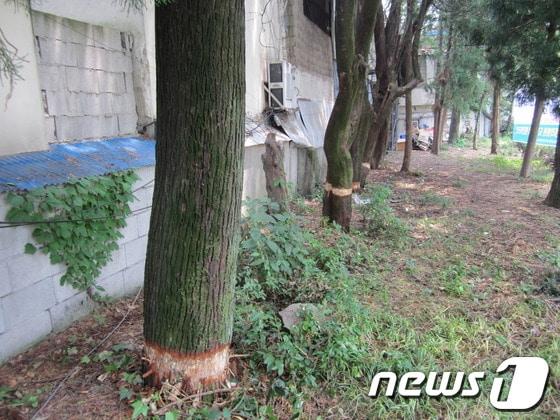 본문 이미지 -                                                   순천의료원에 심어진 측백나무. 밑동부분이 껍질이 벗겨져 있다.© News1 장봉현 기자