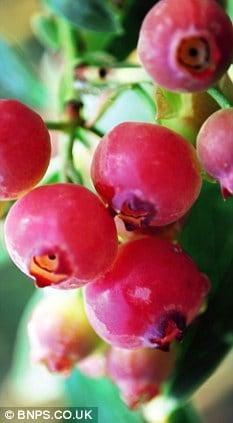 본문 이미지 - 핑크베리 (BNPS.CO.UK) © News1 