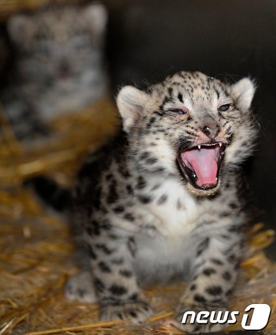 본문 이미지 - © AFP=News1