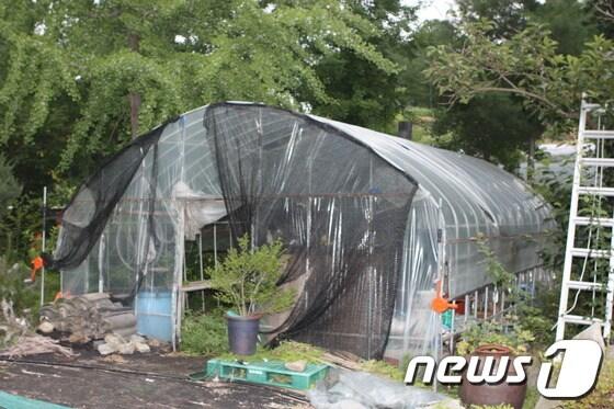 본문 이미지 - A의원 농장 비닐하우스© News1 