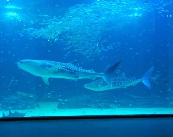 본문 이미지 - 지난 7일 제주 애월읍 하귀리 앞바다에서 잡힌 희귀어종 고래상어 2마리가 아쿠아플라넷 수족관에 기증됐다. (아쿠아플라넷 제주) © News1   김영신 기자