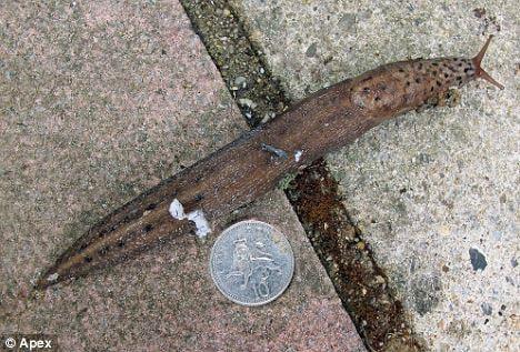 본문 이미지 - (데일리메일)© News1 