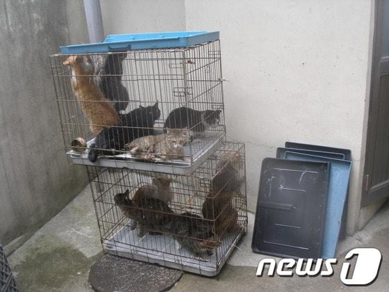 본문 이미지 - 고양이 포획 장면.ⓒ News1