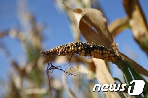 본문 이미지 - ⓒAFP=News1