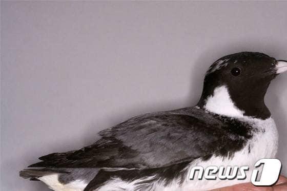 본문 이미지 - 신안군은 24일부터 이틀간 목포 신안비치호텔에서 '제6호히 국제철새심포지엄'을 개최한다. 사진은 바다쇠오리. /사진제공=신안군© News1 