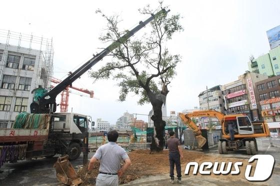 본문 이미지 - 2012년 8월 29일 제15호 태풍 &#39;볼라벤&#39;에 의해 쓰러진 옛 전남도청 앞 회화나무 복구 작업이 진행되고 있다.2012.8.29/뉴스1