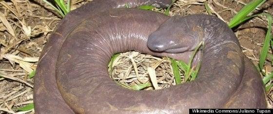 본문 이미지 - (허핑턴 포스트) © News1 