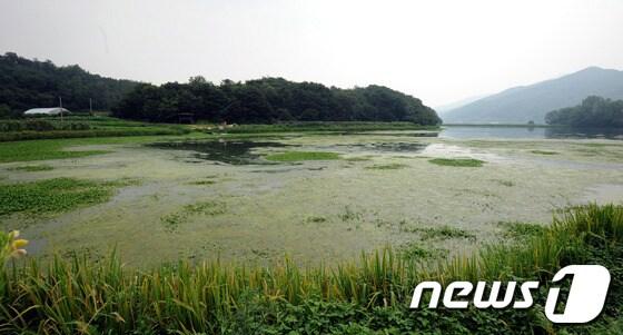 본문 이미지 - 연일 계속되는 불볕더위로 북한강에서 시작되어 한강까지 확산된 녹조가 심해져 서울 강동대교~잠실대교 구간에도 조류주의보가 발령됐다. 9일 서울 및 수도권 식수원인 북한강 팔당호 인근 수면이 짙은 녹조로 덮여 있다. 한강 서울구간에 조류주의보가 발령된 것은 지난 2008년 7월 이후 4년만이다. 2012.8.9/뉴스1 © News1   허경 기자
