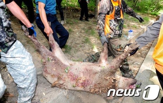 본문 이미지 - 사살된 멧돼지. /뉴스1 © News1 손형주 인턴기자