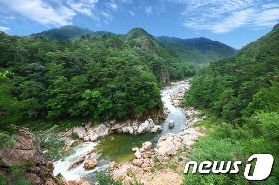 본문 이미지 -                                                                                                                                   사진제공=울진군© News1 