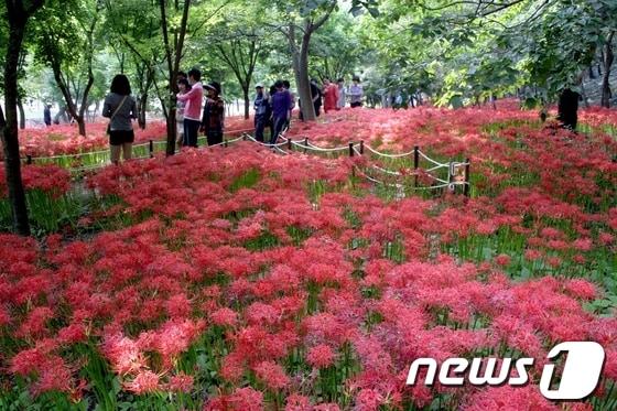본문 이미지 - 전남 영광군 불갑사지구 관광단지. /뉴스1 © News1