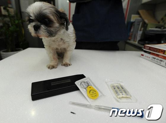 본문 이미지 - 유기견을 막기 위해 시행된 반려동물등록제를 두고 벌써부터 실효성 논란이 일고 있다. 광주의 한 동물병원에서 반려견이 등록을 기다리고 있다. © News1 정회성 기자 