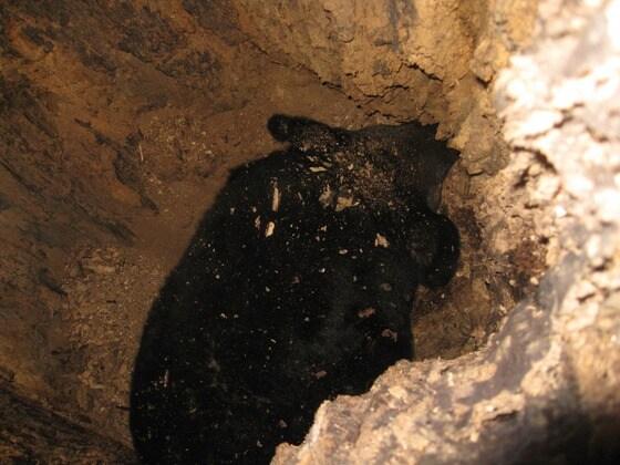 본문 이미지 - 나무굴에서 동면 중인 반달가슴곰..© News1 