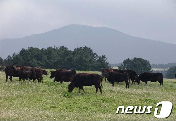 본문 이미지 - 제주흑우(사진제공=제주도청 )ⓒ News1
