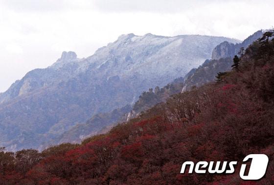 본문 이미지 - 16일 한계령에서 바라본 설악산 봉우리에 어제 내린 눈이 쌓여 있고 능선 아래 계곡에는 붉은 단풍이 자태를 뽑내고 있다. 2013.10.16/뉴스1  © News1   윤창완 기자