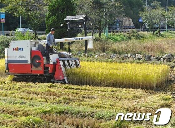 본문 이미지 - 울산시 남구 옥동의 한 들녘에서 농부가 콤바인을 이용해 벼 수확을 하고 있다. 2013.10.16/뉴스1  © News1   노화정  기자