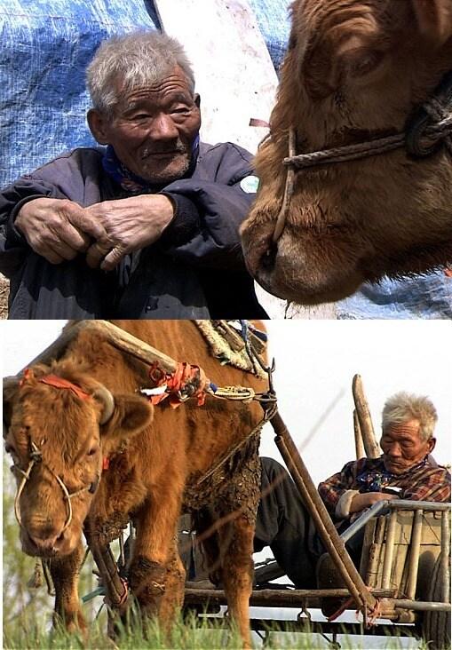 본문 이미지 - 영화 '워낭소리'에 출연한 최원균 할아버지(출처=영화 '워낭소리' 스틸컷) © News1