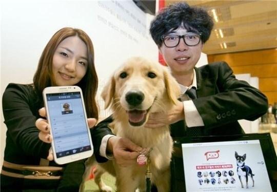 본문 이미지 - KT가 23일부터 25일까지 서울 삼성동 코엑스에서 사물지능통신(M2M) 전시회로 열리고 있는 'RFID/IoT 월드 콩그레스 2013' 행사에서 반려동물 의무등록제도의 시행에 따라 선보인 NFC 기반의 반려동물 인식표를 제공하는 반려견 전용케어 서비스를 선보이고 있다.(사진제공=KT) News1 © News1  
