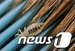 본문 이미지 - 대구지역 학생들 사이에 머릿니 공포가 커지고 있다./사진제공=티스토리(출처)/뉴스1© News1 