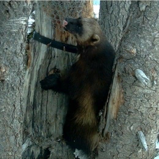 본문 이미지 - 울버린 (사진=온라인 커뮤니티) © News1  