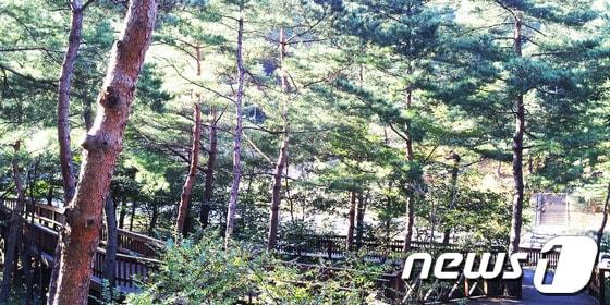 본문 이미지 - 강릉지역 소나무 숲.(뉴스1 DB)