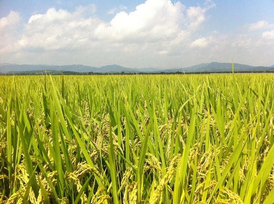 본문 이미지 - 올 여름 태풍이 없어 풍작이 예상된다. © News1 임정환 기자